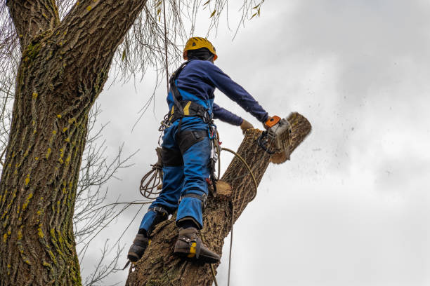 Best Root Management and Removal  in Tipton, IN