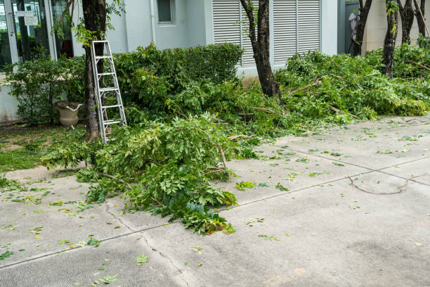 How Our Tree Care Process Works  in Tipton, IN